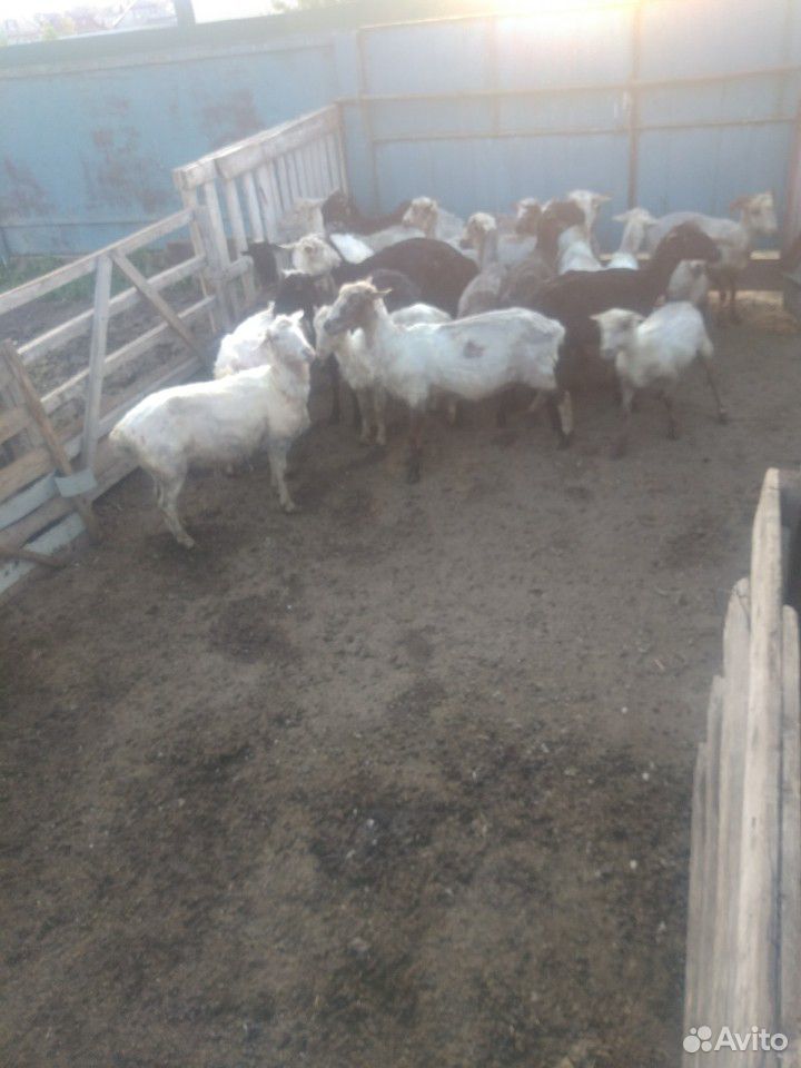 Овцы,ярки возможен обмен на баранов,крс купить на Зозу.ру - фотография № 5