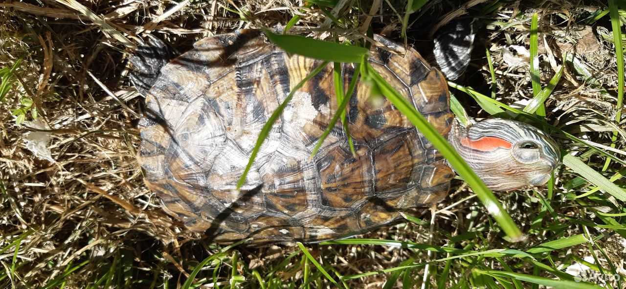 Отдаём бесплатно красноухую черепаху купить на Зозу.ру - фотография № 2