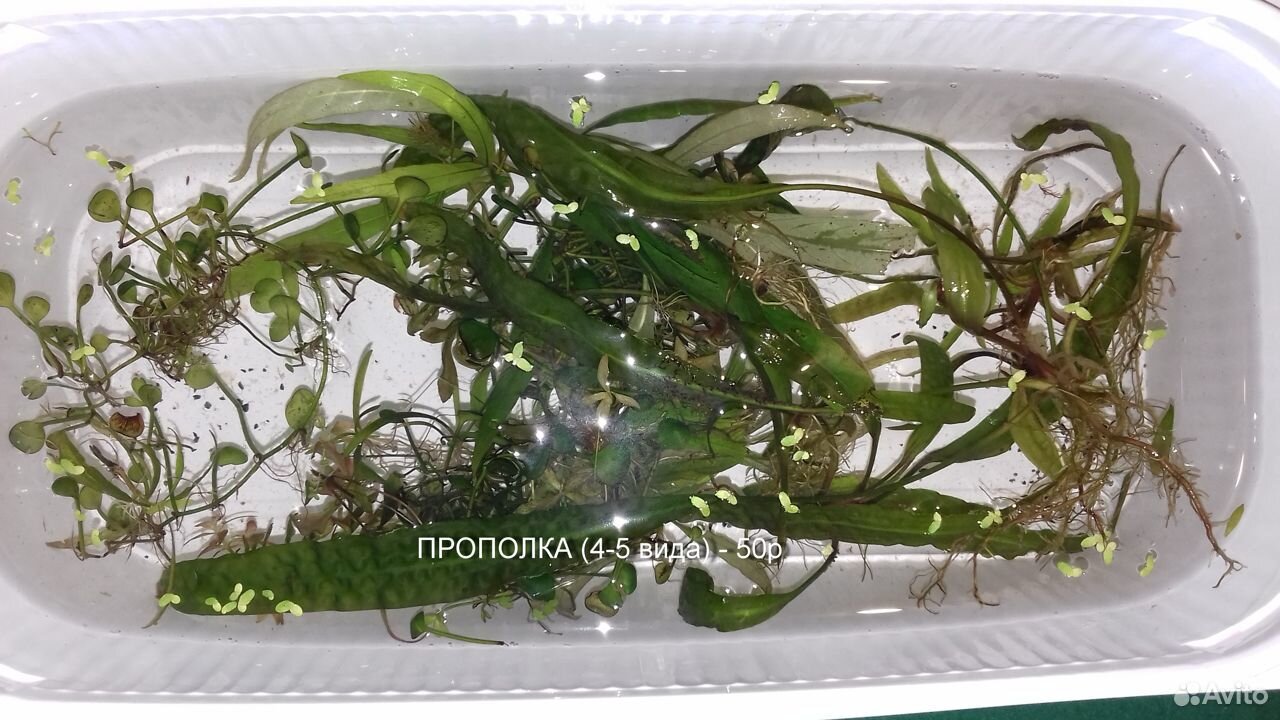 Креветки, раки, рыбки, растения купить на Зозу.ру - фотография № 10