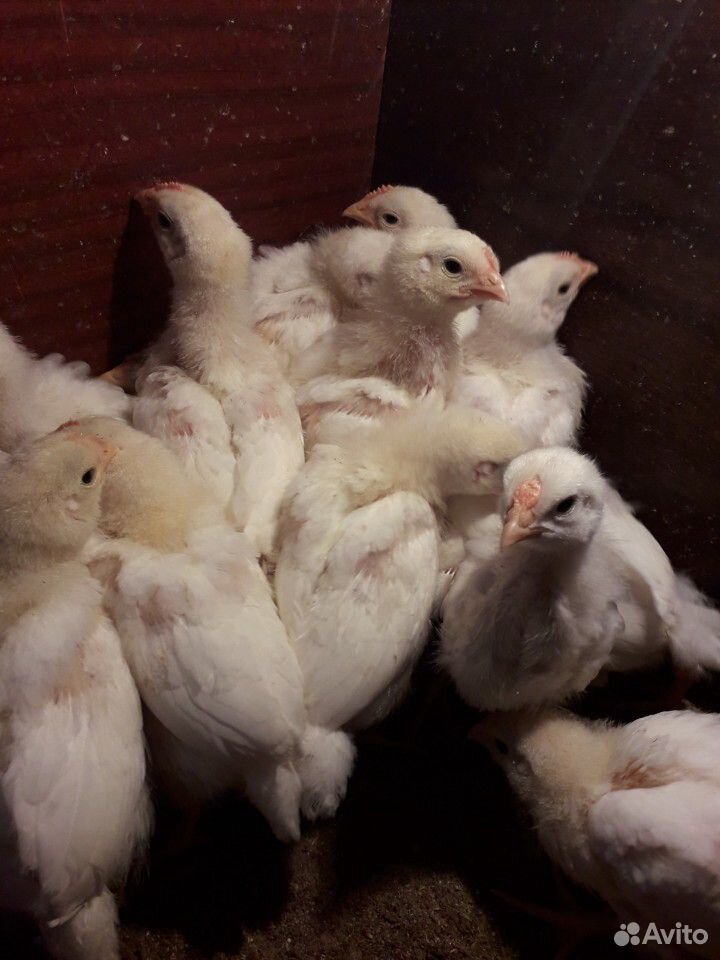 Цыплята мясо яичные купить на Зозу.ру - фотография № 1