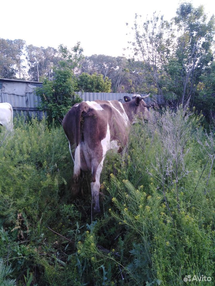 Продаётся удойная корова после отела купить на Зозу.ру - фотография № 3