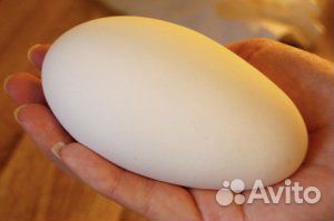 Продаю яйцо инкубационное гусиное Линда купить на Зозу.ру - фотография № 1