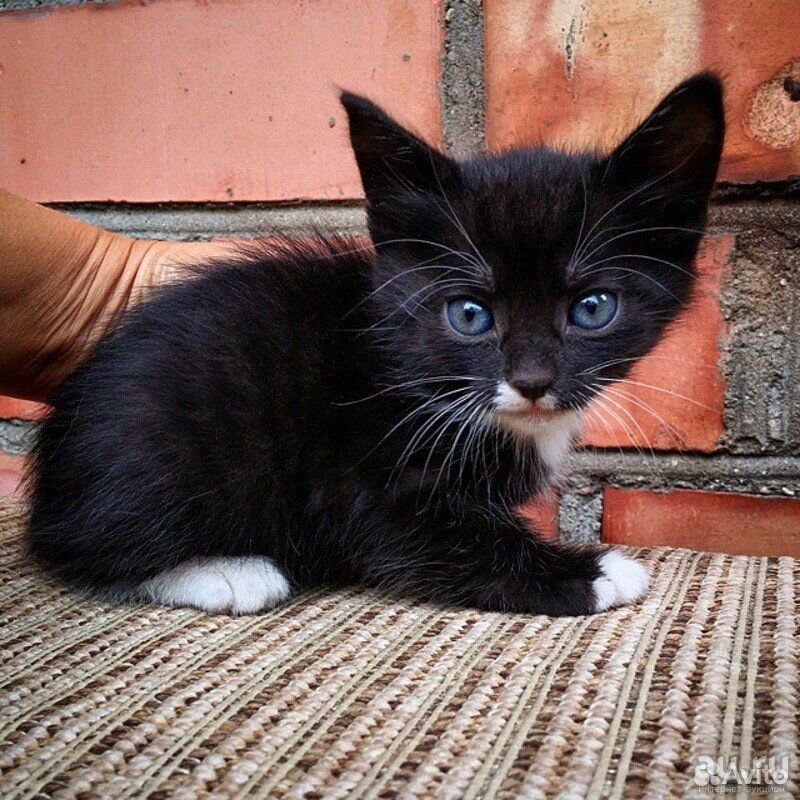 Взять черную кошку. Черный котенок. Черный котенок с белыми лапками. Котенок черно-белый. Черный и белый котенок.