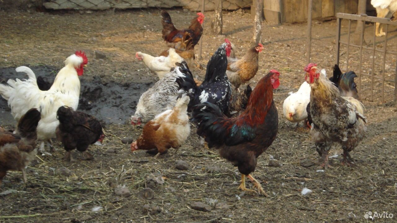 Домашние, цветные цыплята купить на Зозу.ру - фотография № 8