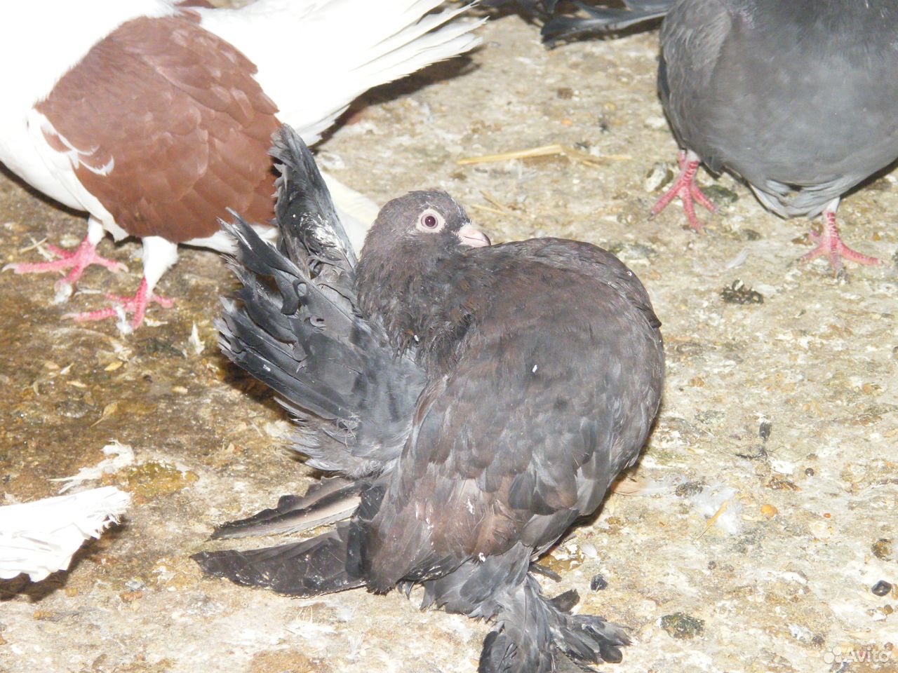 Статные голуби купить на Зозу.ру - фотография № 8
