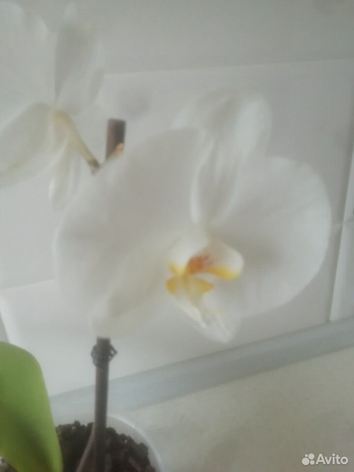Орхидея Белая купить на Зозу.ру - фотография № 3