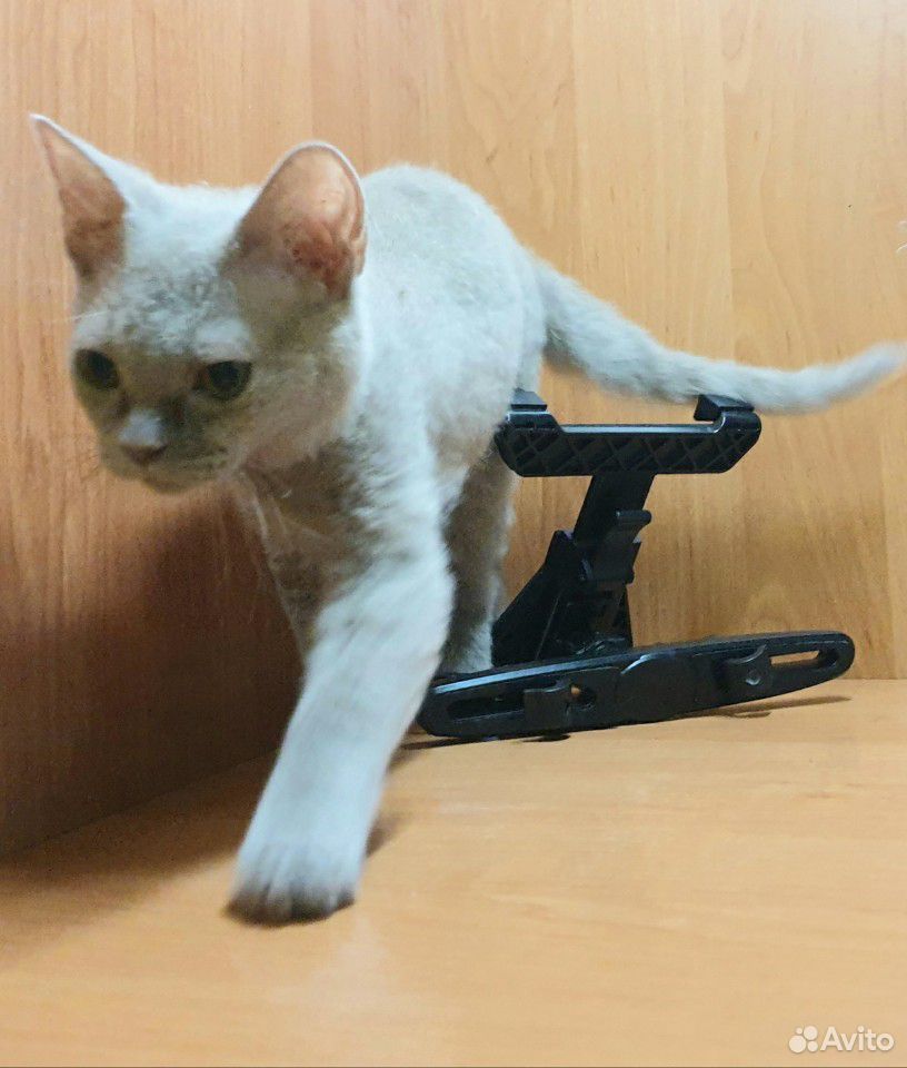 Эксклюзивный лиловый котик купить на Зозу.ру - фотография № 10