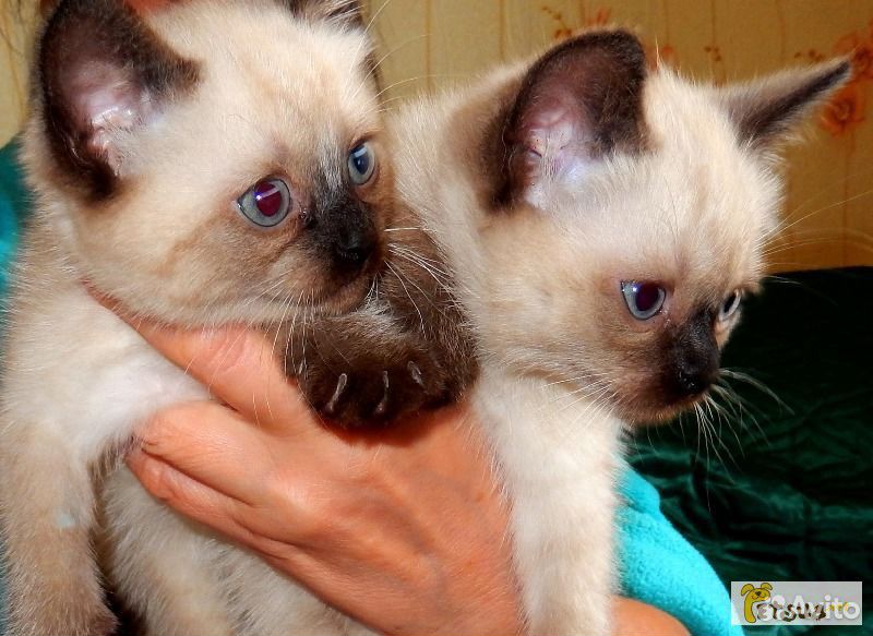 Чистокровные тайские котята купить на Зозу.ру - фотография № 2
