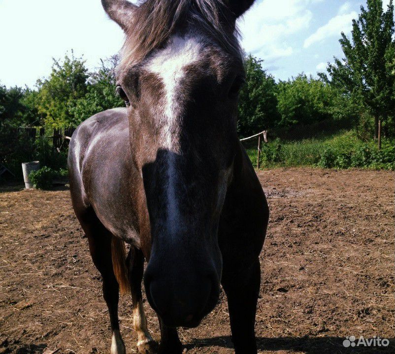 Продам лошадь купить на Зозу.ру - фотография № 4