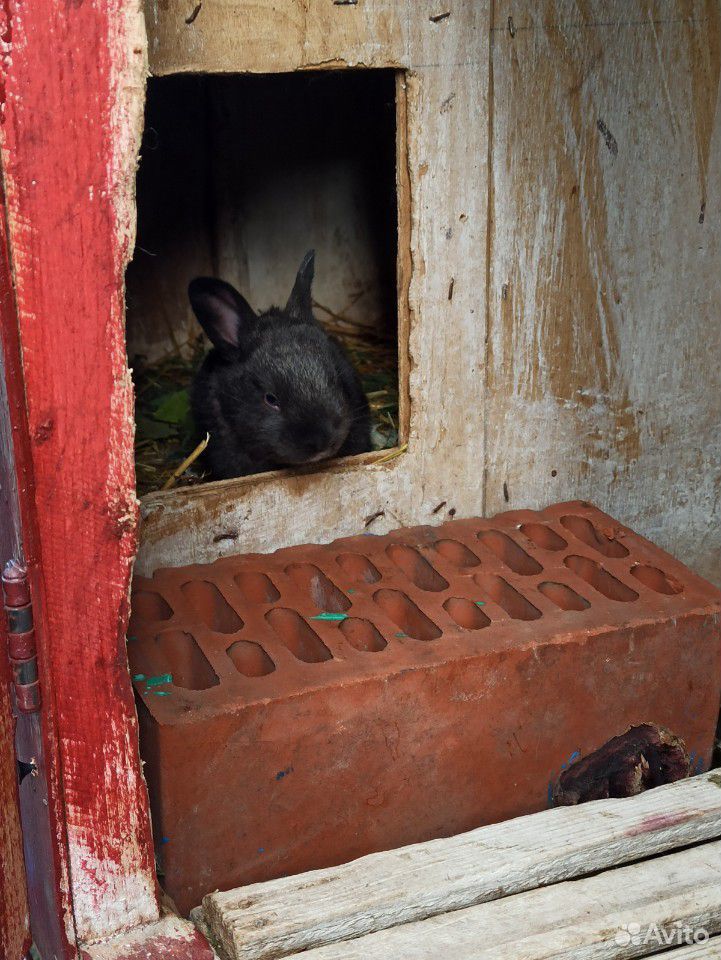 Крольчата.кролики купить на Зозу.ру - фотография № 6