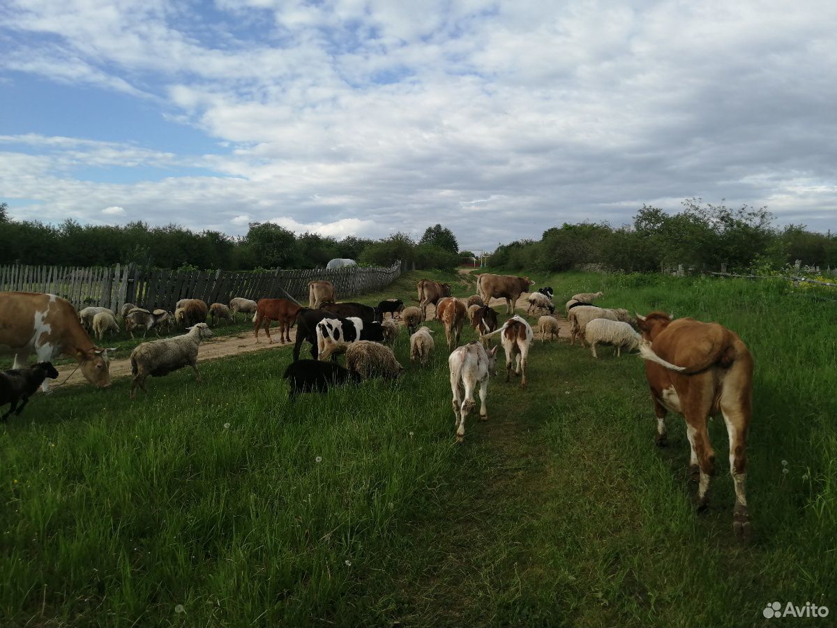 Овцы, тёлки, телята купить на Зозу.ру - фотография № 3