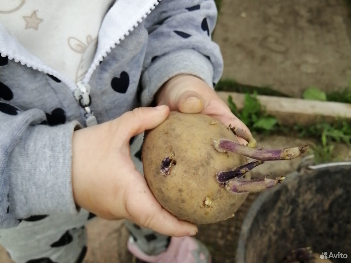Картофель семенной купить на Зозу.ру - фотография № 2
