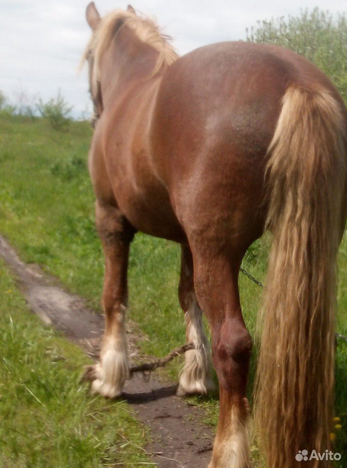 Лошадь кобыла 3 года купить на Зозу.ру - фотография № 9