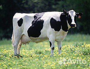 Продается корова купить на Зозу.ру - фотография № 1