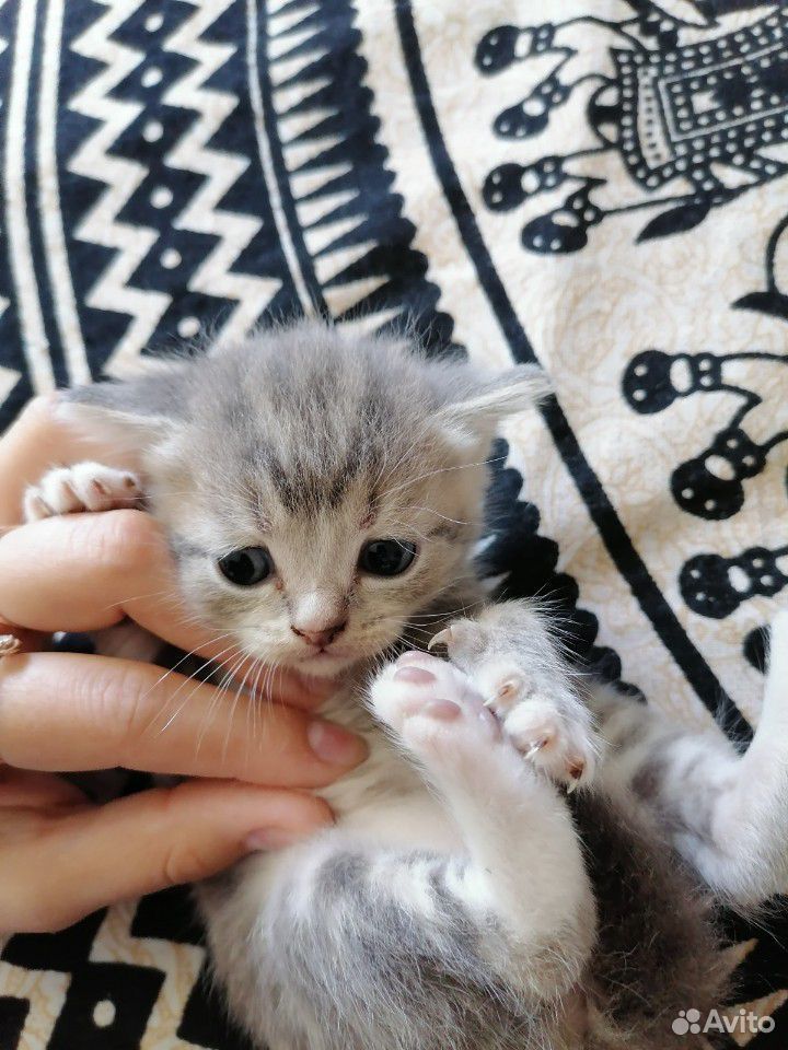 Породистые котята в добрые руки купить на Зозу.ру - фотография № 3