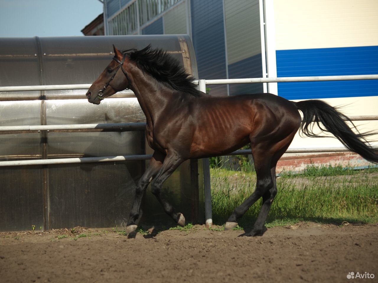 Продаю Английскую чистокровную лошадь купить на Зозу.ру - фотография № 2