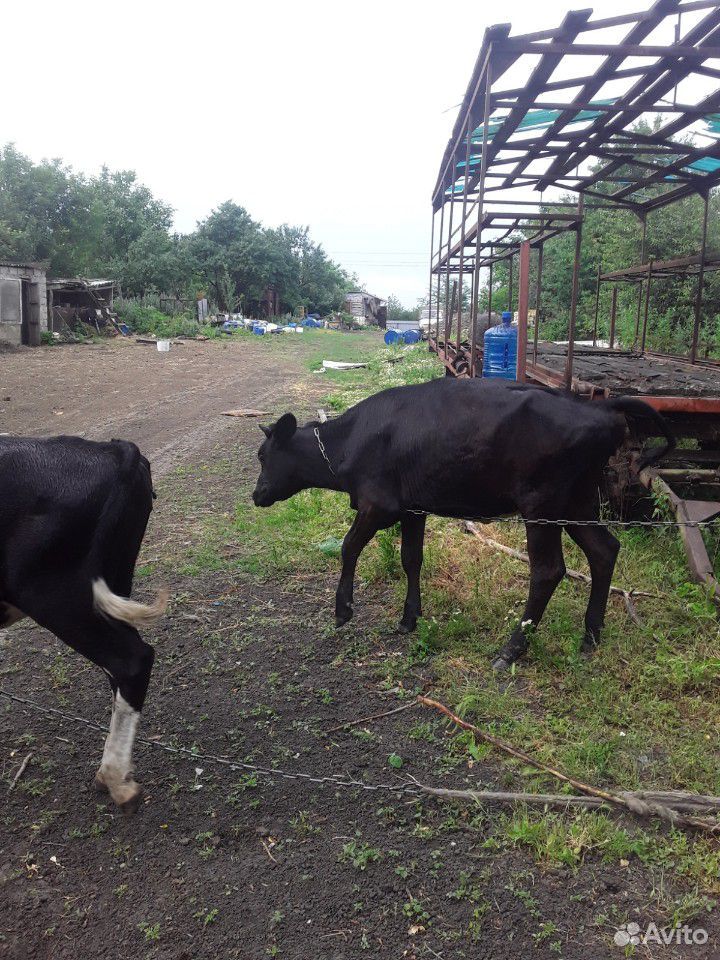 Тёлки,коровы купить на Зозу.ру - фотография № 3