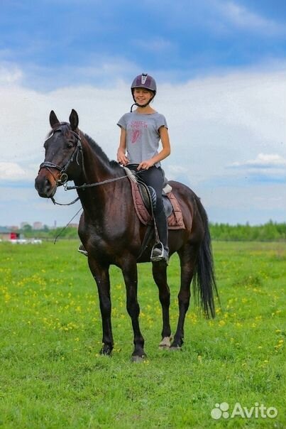 Красивый добрый конь купить на Зозу.ру - фотография № 1