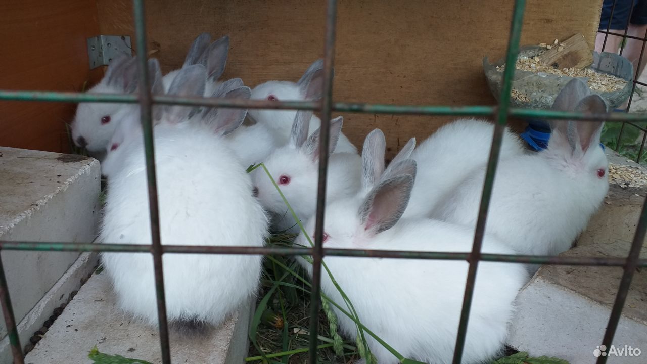 Кролики Калифорнийцы купить на Зозу.ру - фотография № 5
