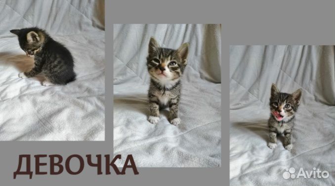 Котенок бобтейла купить на Зозу.ру - фотография № 1