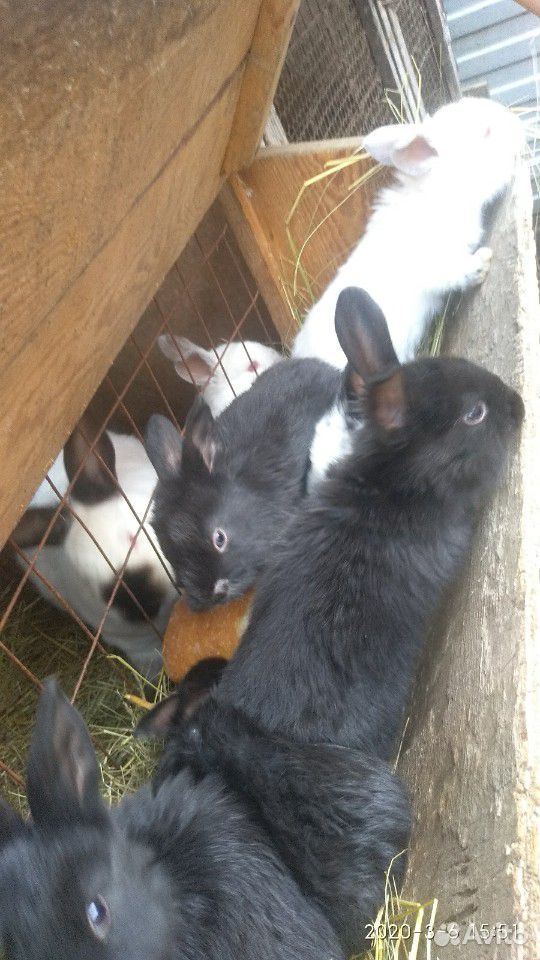 Кролики, поросята вьетнамские купить на Зозу.ру - фотография № 3