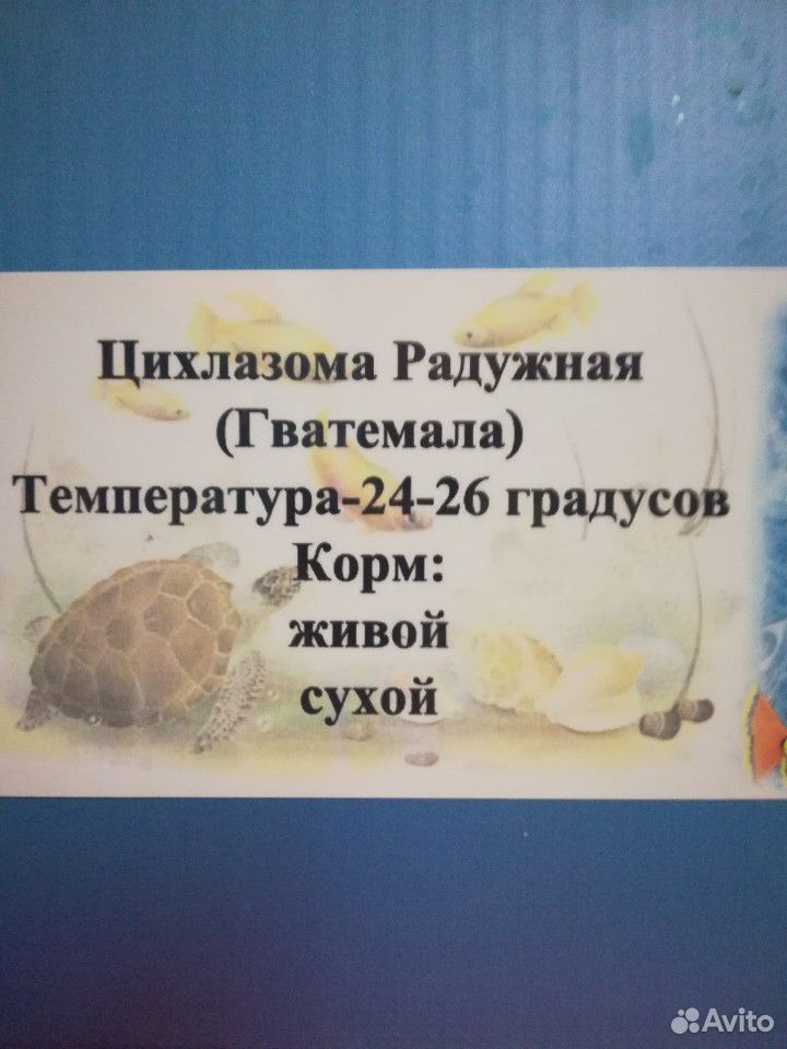 Рыба купить на Зозу.ру - фотография № 2