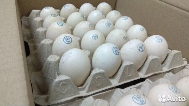 Яйцо инкубационное Мулард купить на Зозу.ру - фотография № 1