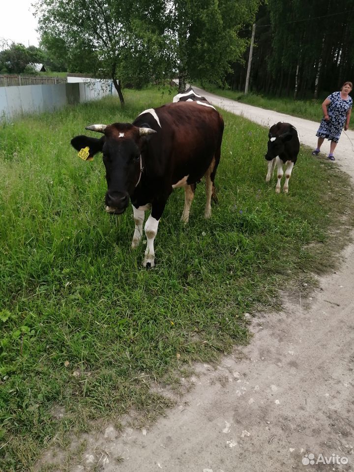 Молодая корова купить на Зозу.ру - фотография № 3