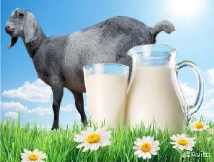 Молоко Нубийских коз купить на Зозу.ру - фотография № 1
