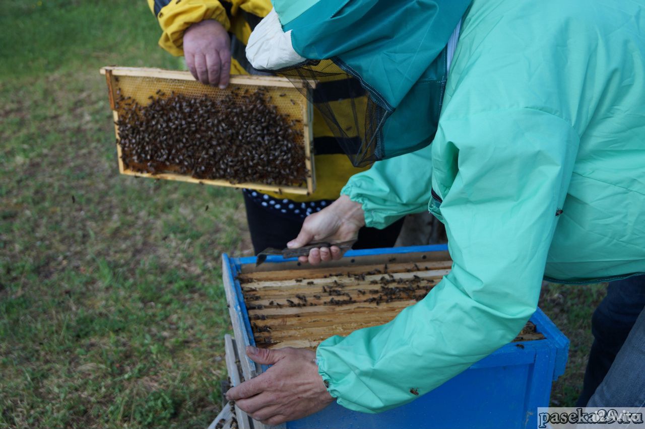 Пчелосемьи. пчелопакеты купить на Зозу.ру - фотография № 1