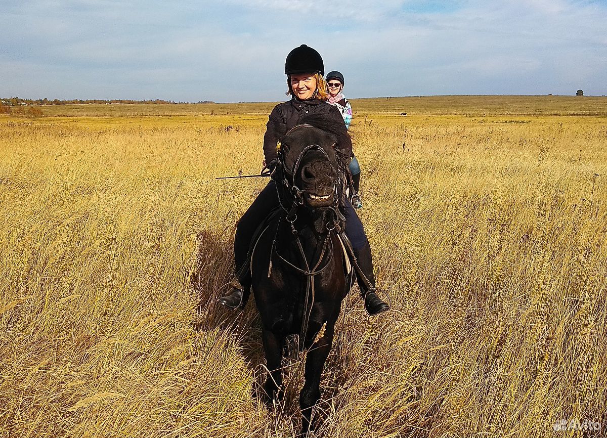 Вороной конь, вятская порода, мерин купить на Зозу.ру - фотография № 3