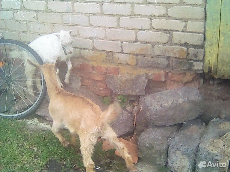 Коза купить на Зозу.ру - фотография № 4