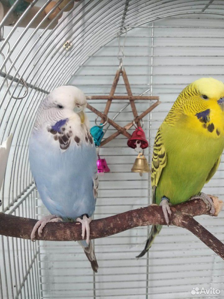 Пара выставочных волнистых попугаев, ввп чех купить на Зозу.ру - фотография № 4