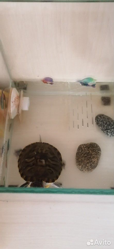 Террариум,черепаха, корм купить на Зозу.ру - фотография № 2