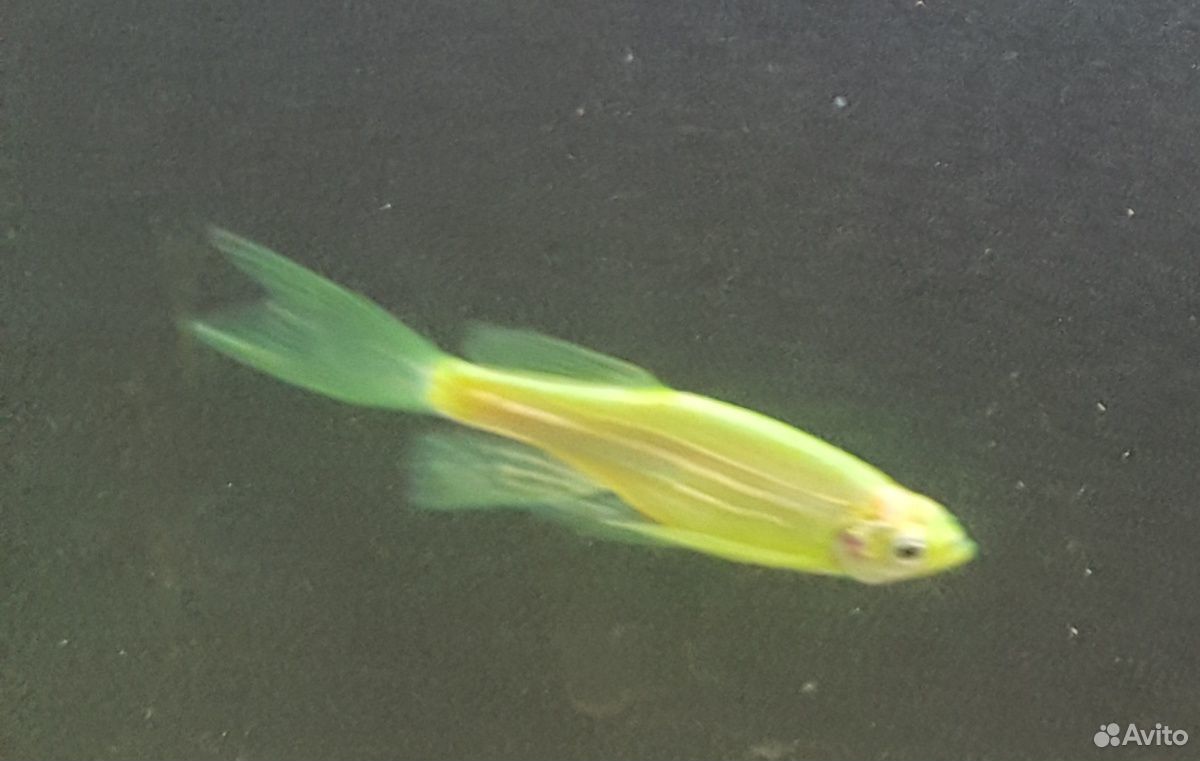 Рыбаданио GLO fish - светящиеся, флуоресцентные купить на Зозу.ру - фотография № 3