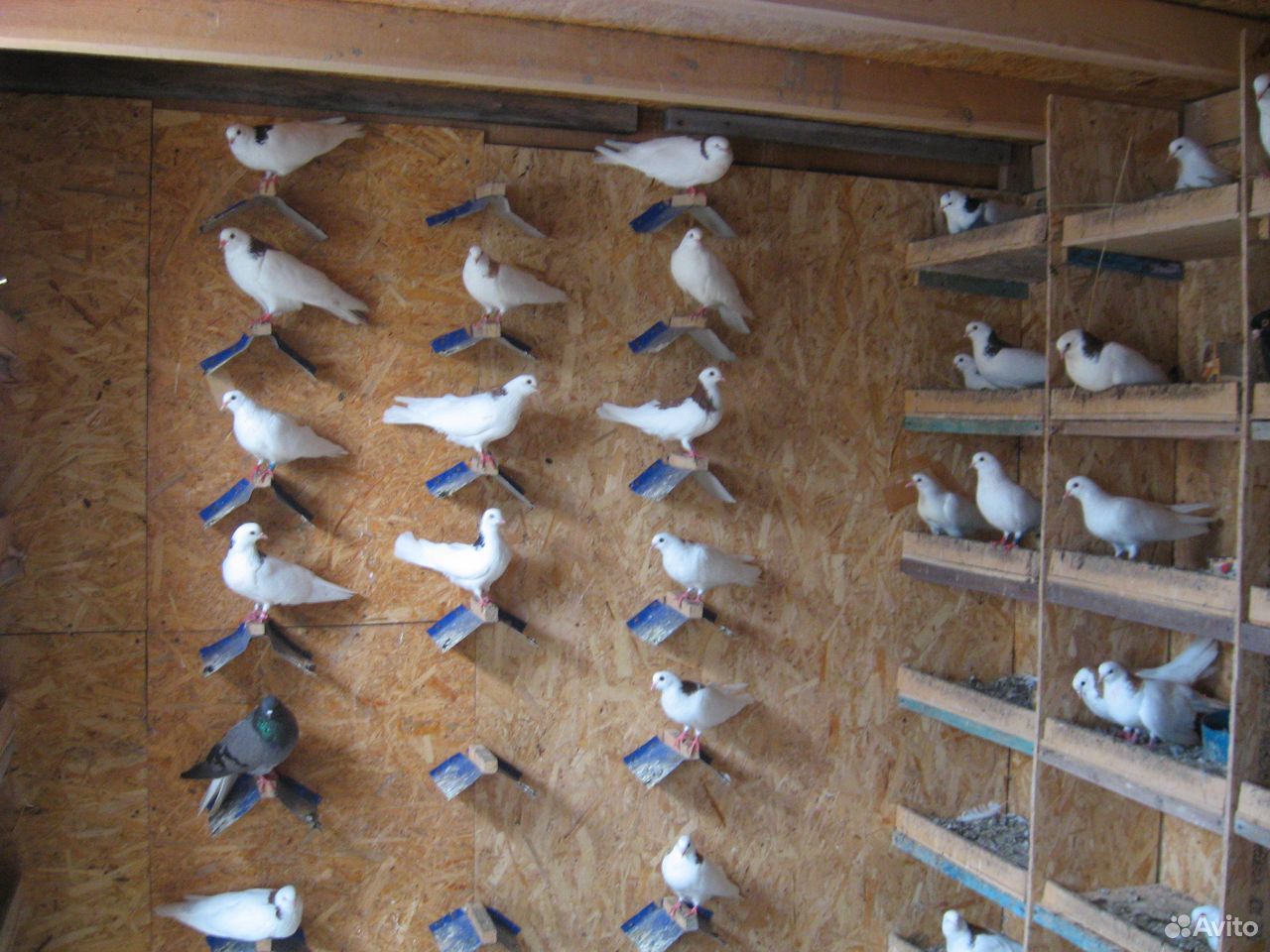 Продам голубей купить на Зозу.ру - фотография № 2
