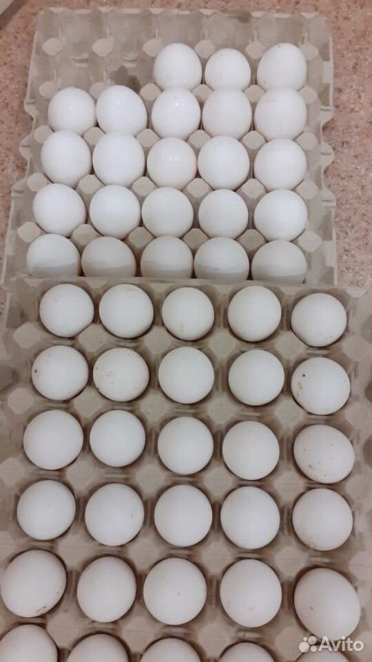Яйцо куриное пищевое домашнее купить на Зозу.ру - фотография № 1