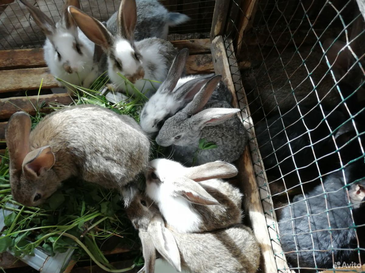 Продаются кролики купить на Зозу.ру - фотография № 2