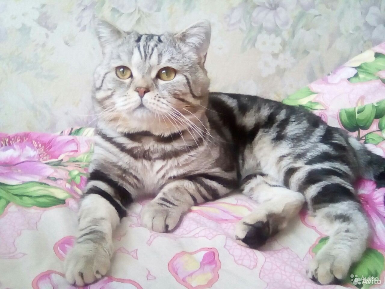 Котенок шотладский от вислоухой кошки купить на Зозу.ру - фотография № 7