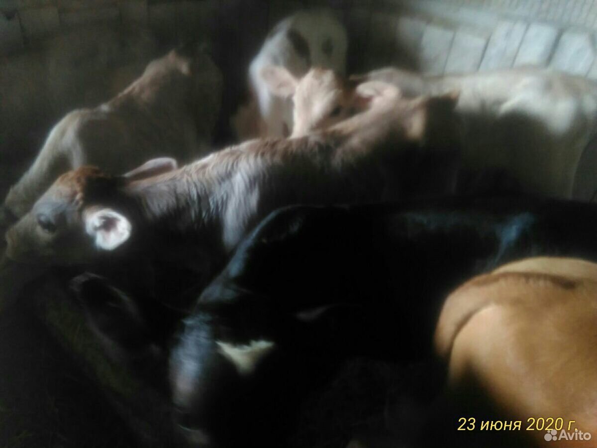 Телята бычки купить на Зозу.ру - фотография № 2
