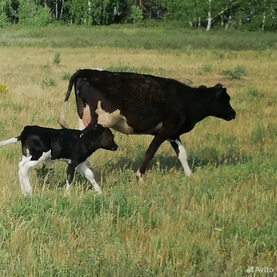 Корова. корова с теленком, тёлка купить на Зозу.ру - фотография № 3