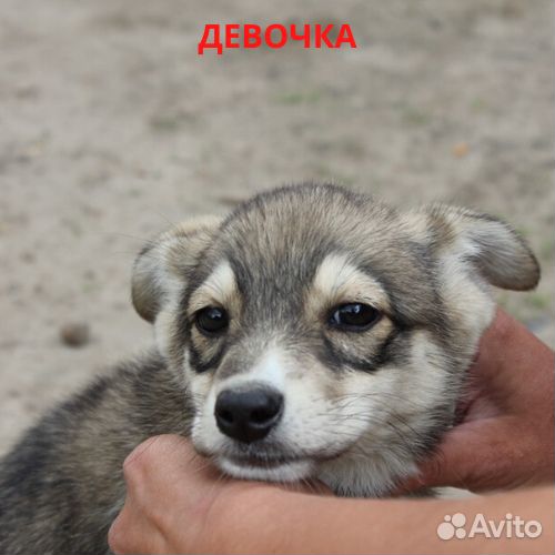 Отдам щенков с дальнейшей стерилизацией купить на Зозу.ру - фотография № 1