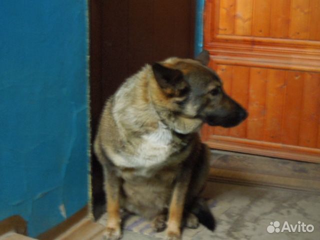 Собаки для охраны купить на Зозу.ру - фотография № 1