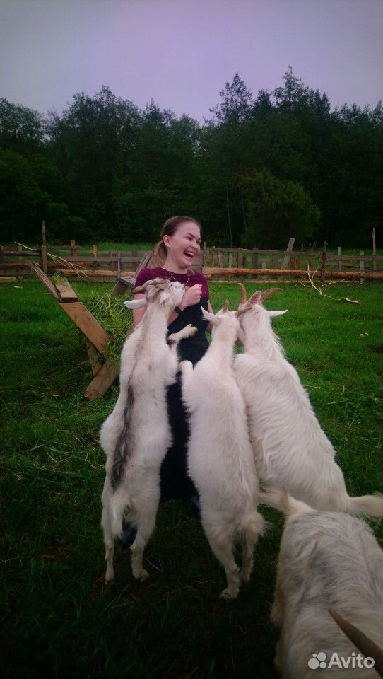 Семья коз купить на Зозу.ру - фотография № 7