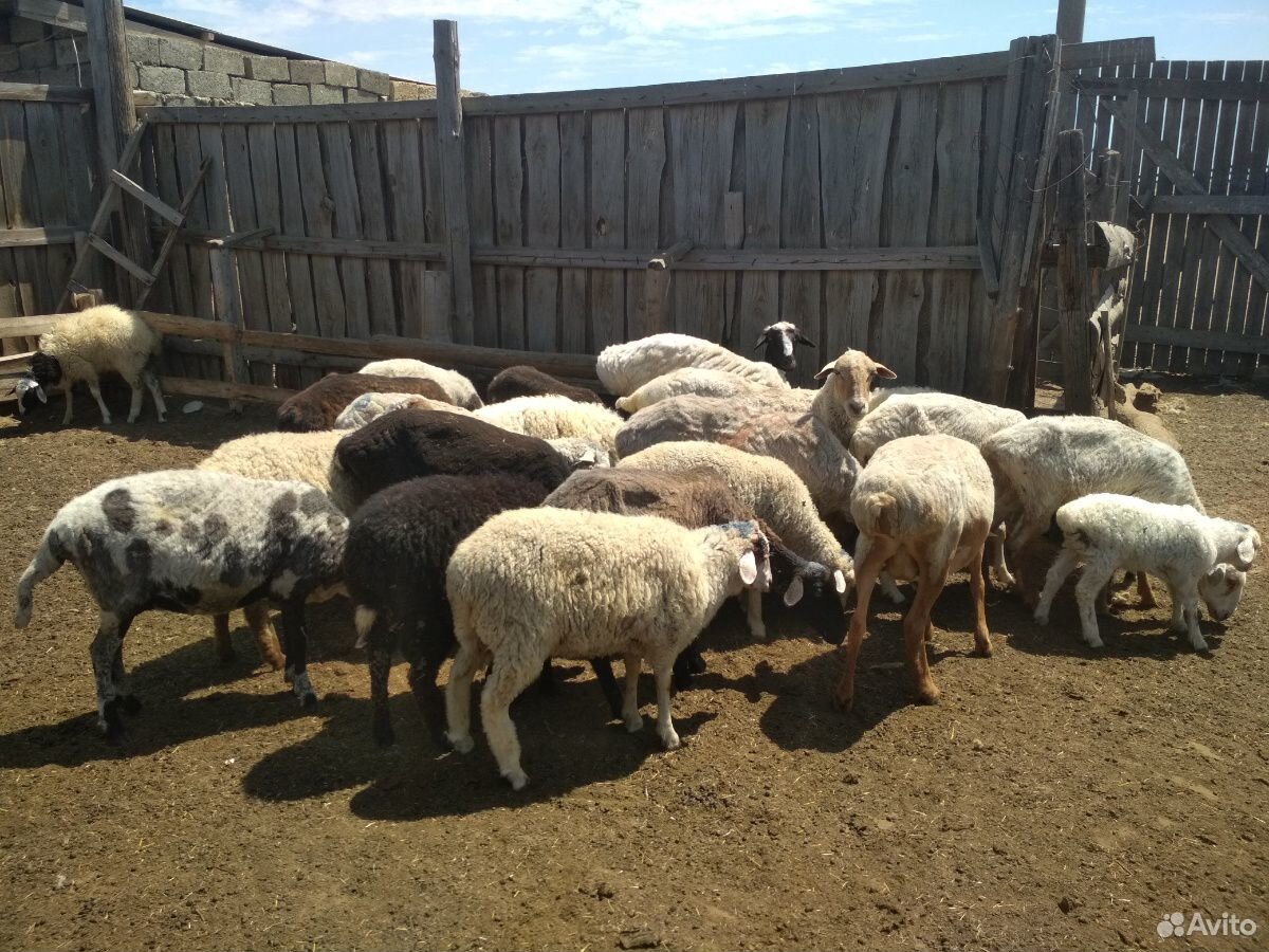 Овцематки купить на Зозу.ру - фотография № 1