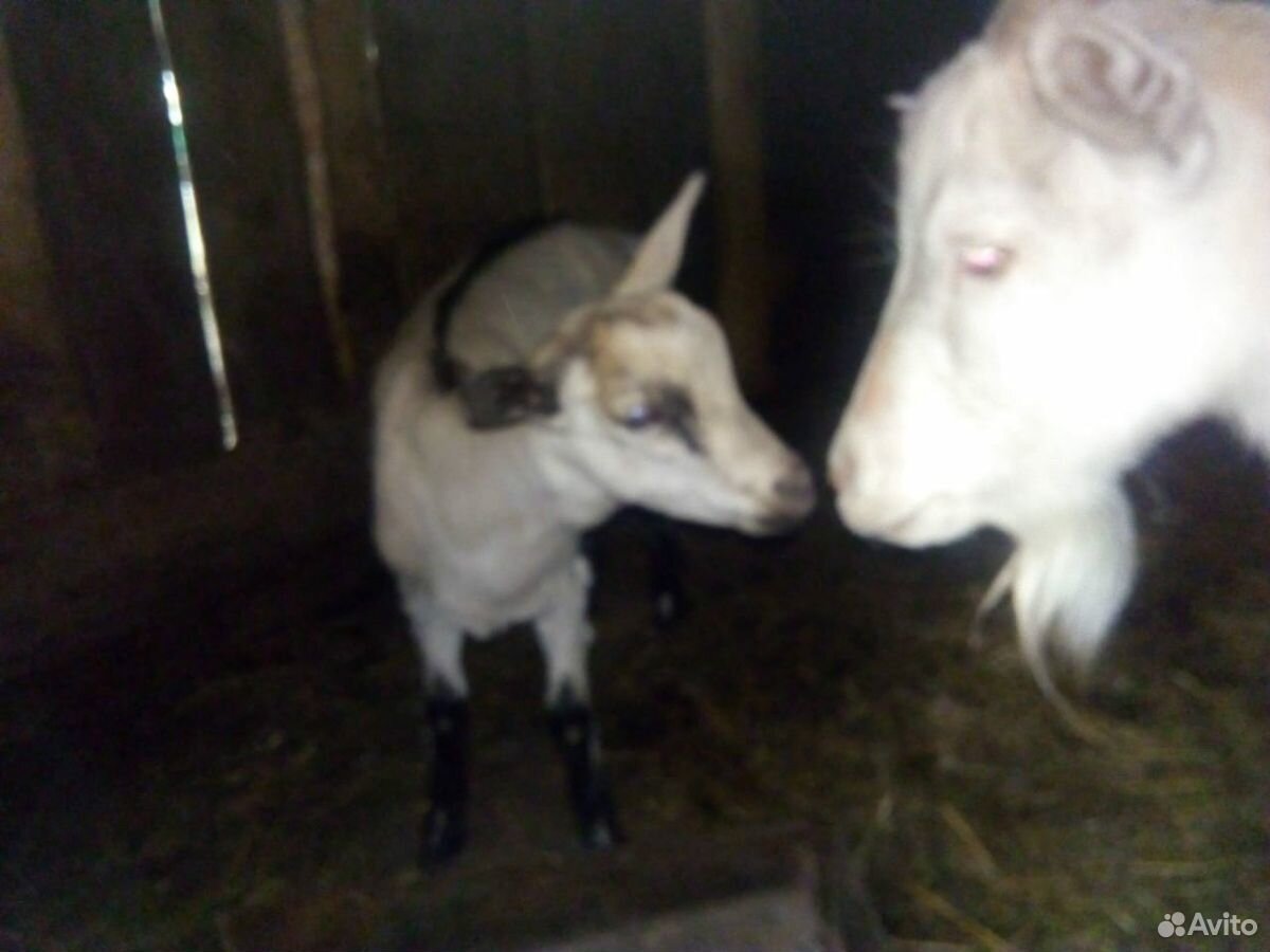 Корова,телка,коза с козушкой,поросята купить на Зозу.ру - фотография № 8