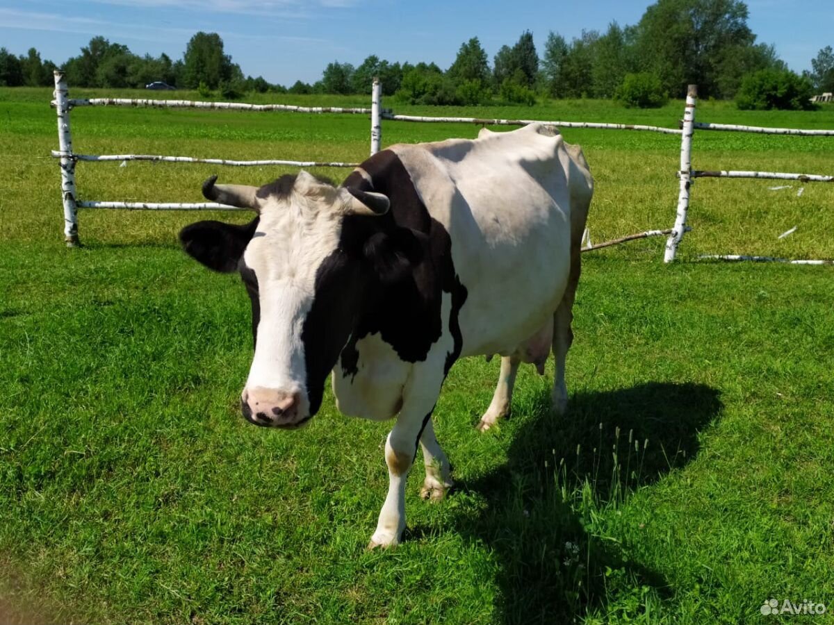 Продаю высоко удойную корову купить на Зозу.ру - фотография № 3