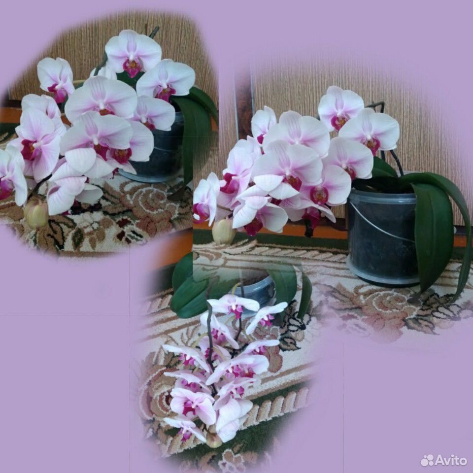 Комнатные цветы купить на Зозу.ру - фотография № 5