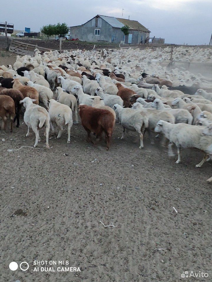 Овцы матки ягнятами купить на Зозу.ру - фотография № 5