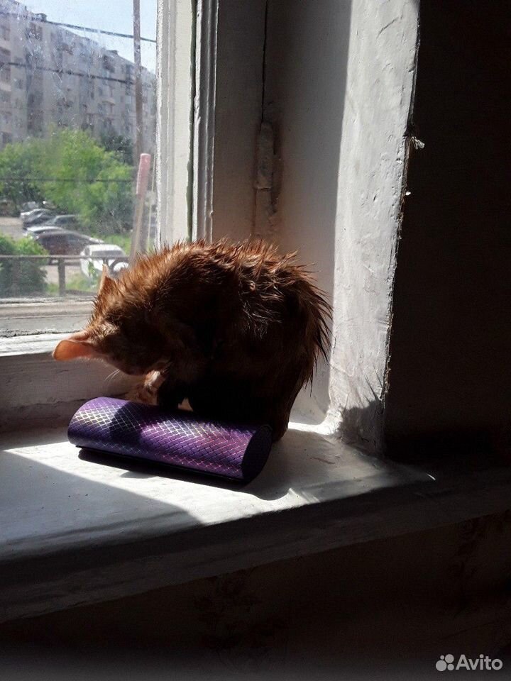 Продам котят купить на Зозу.ру - фотография № 2